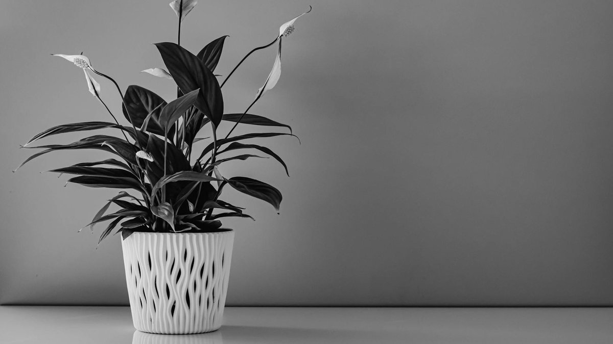 spathiphyllum plant pot