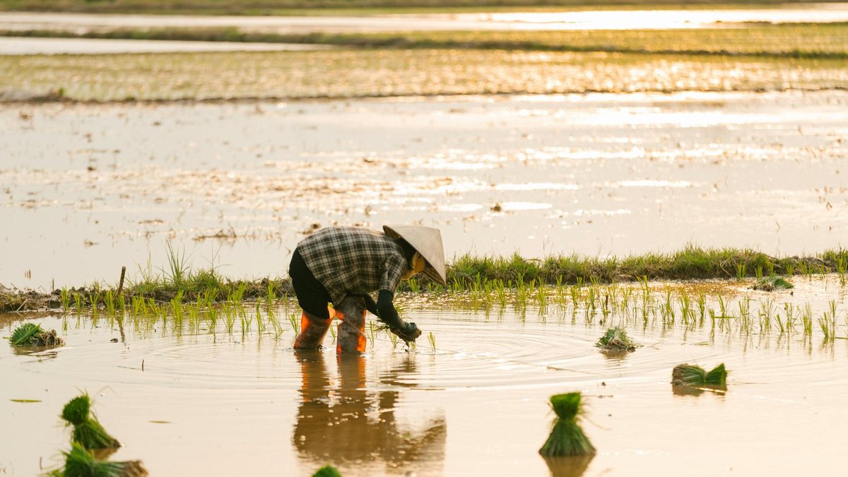 rice water