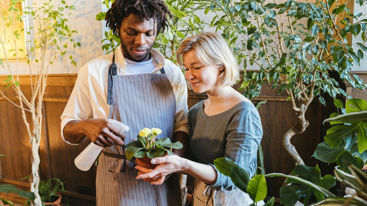 indoor plants