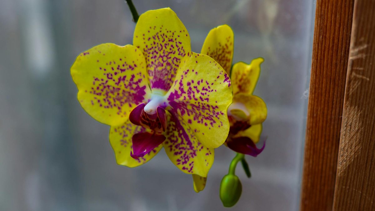 orchid care