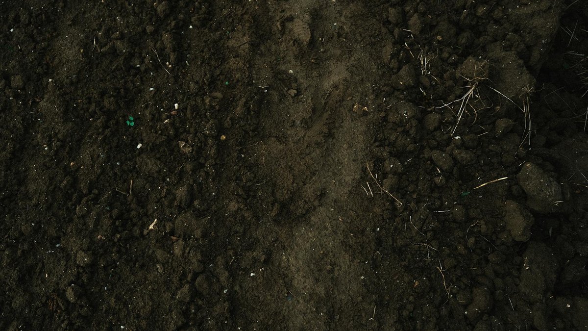 soil microbes