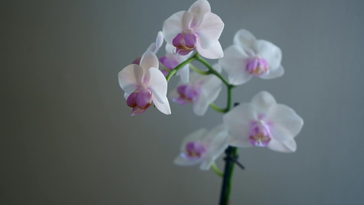 pruning orchid stem