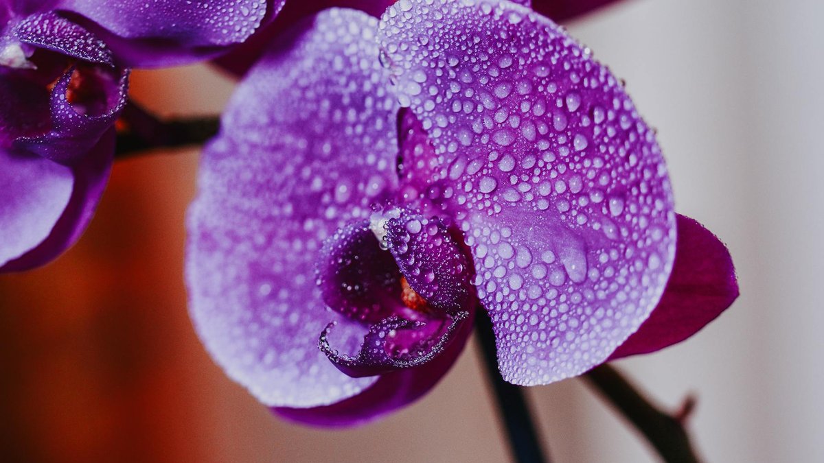 watering orchid
