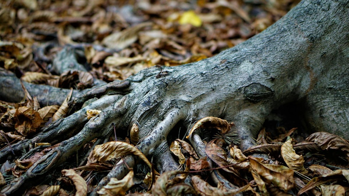orchid root rot