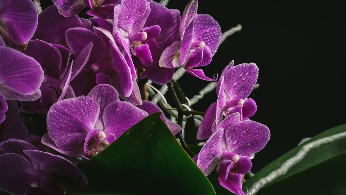 pruning orchid roots