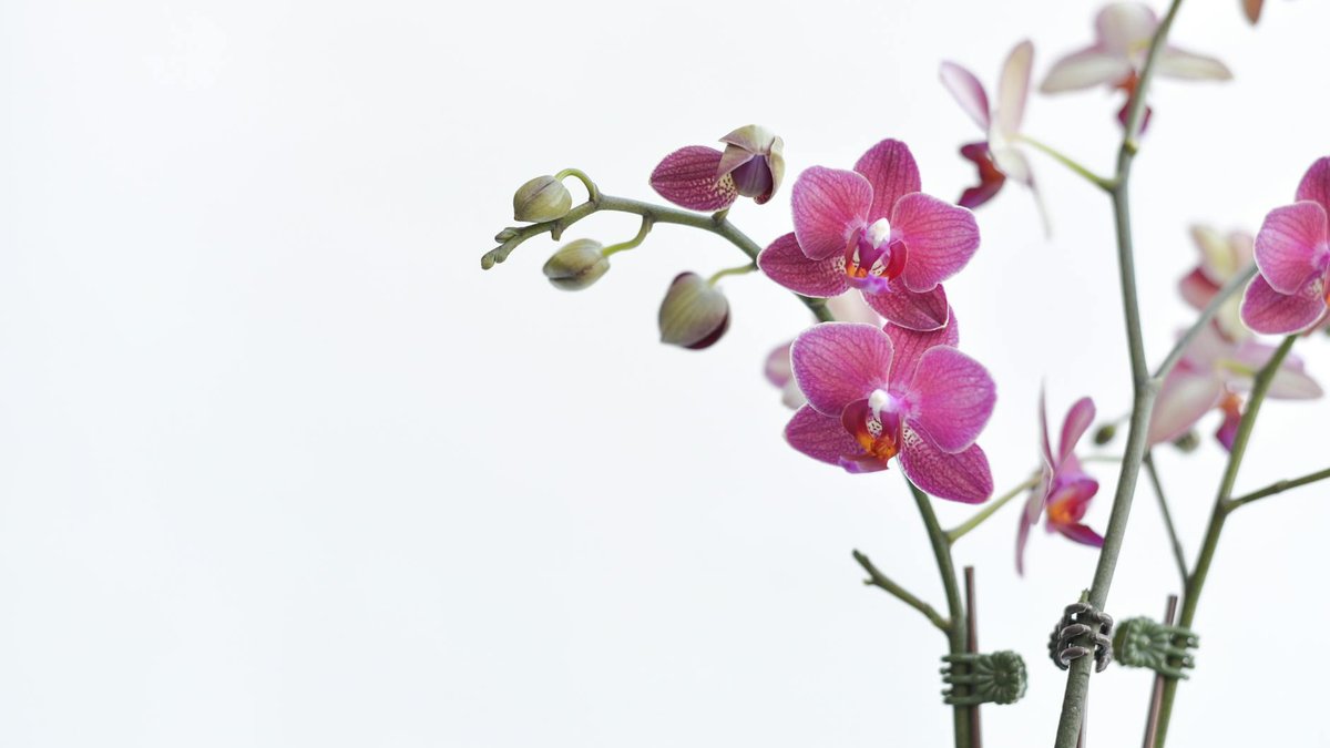 repotting orchid
