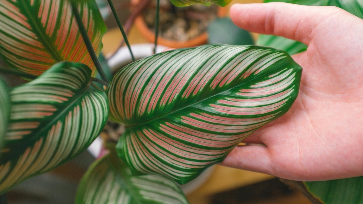 calathea brown tips