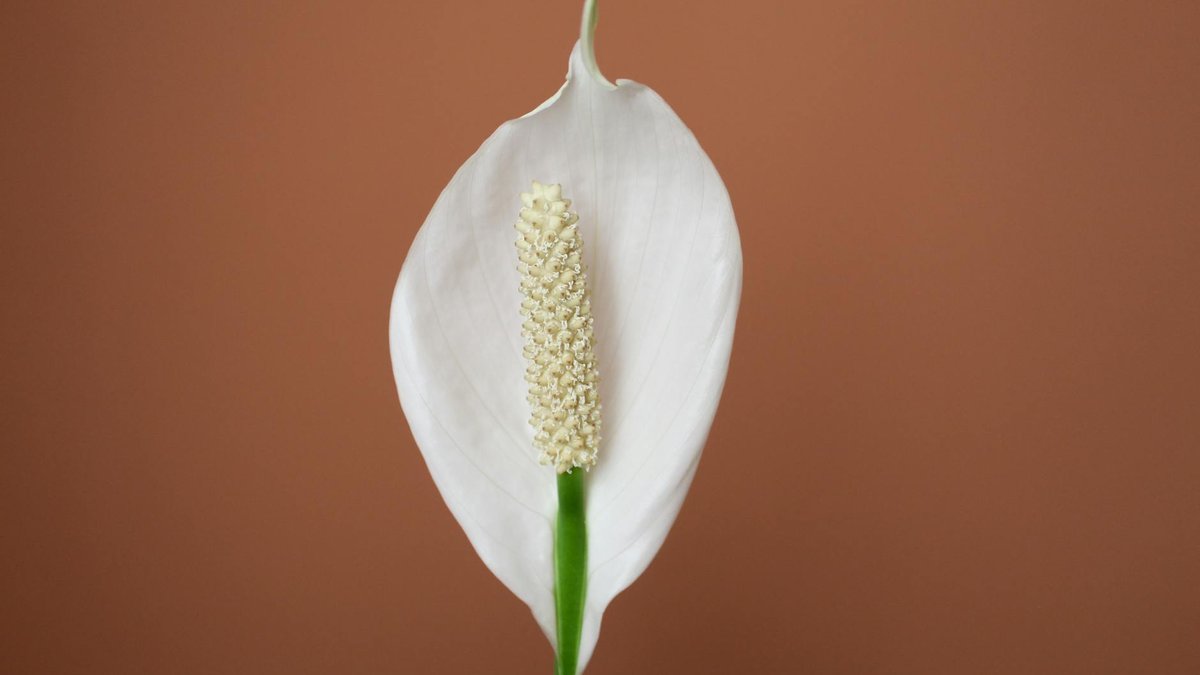 spathiphyllum black tips