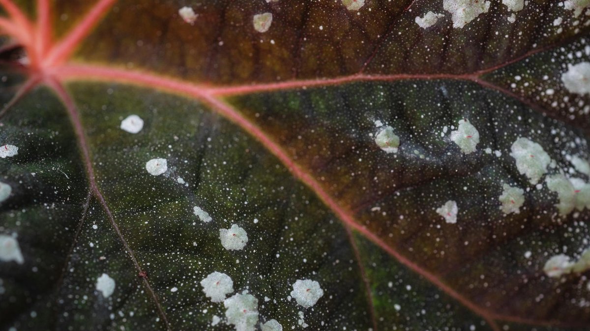 white powdery mildew
