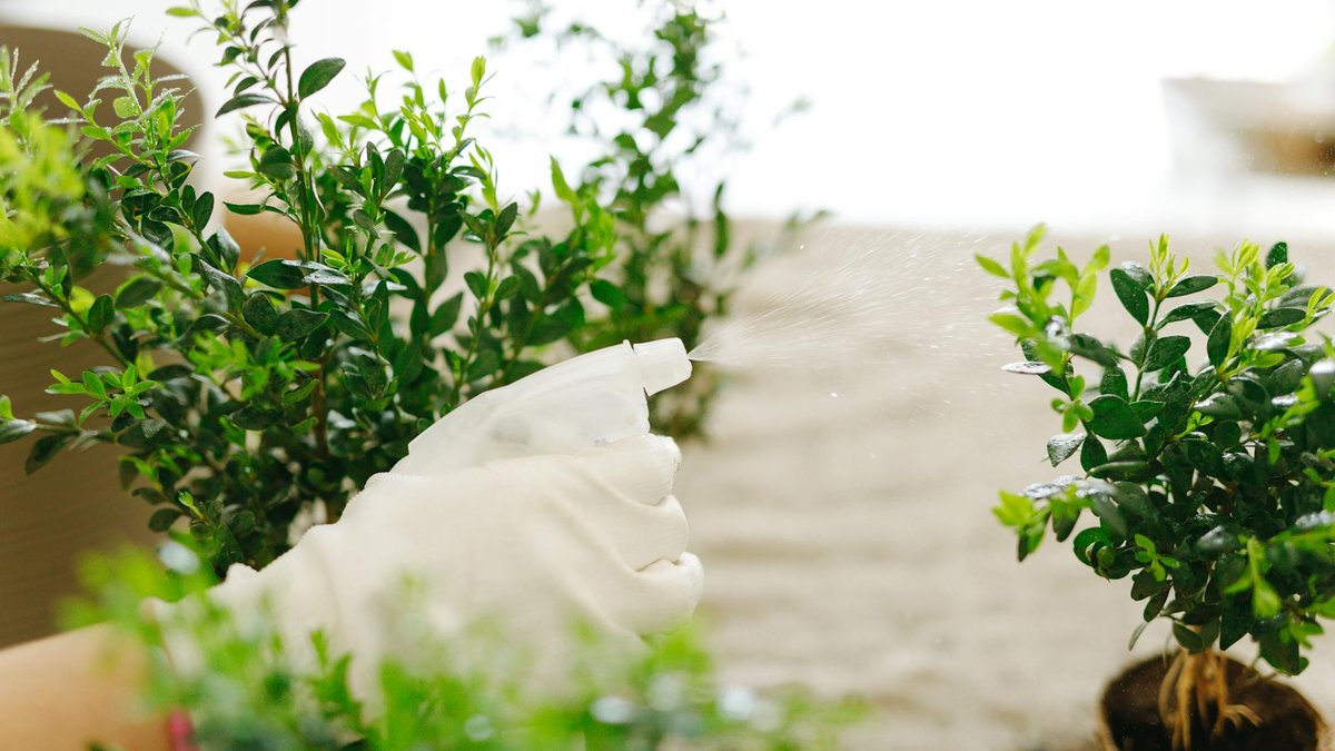 baking soda spray plant