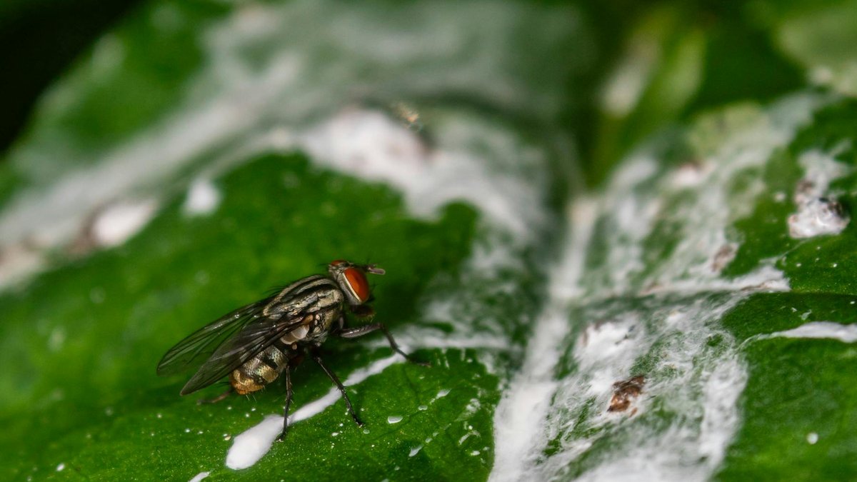 milk spray mildew
