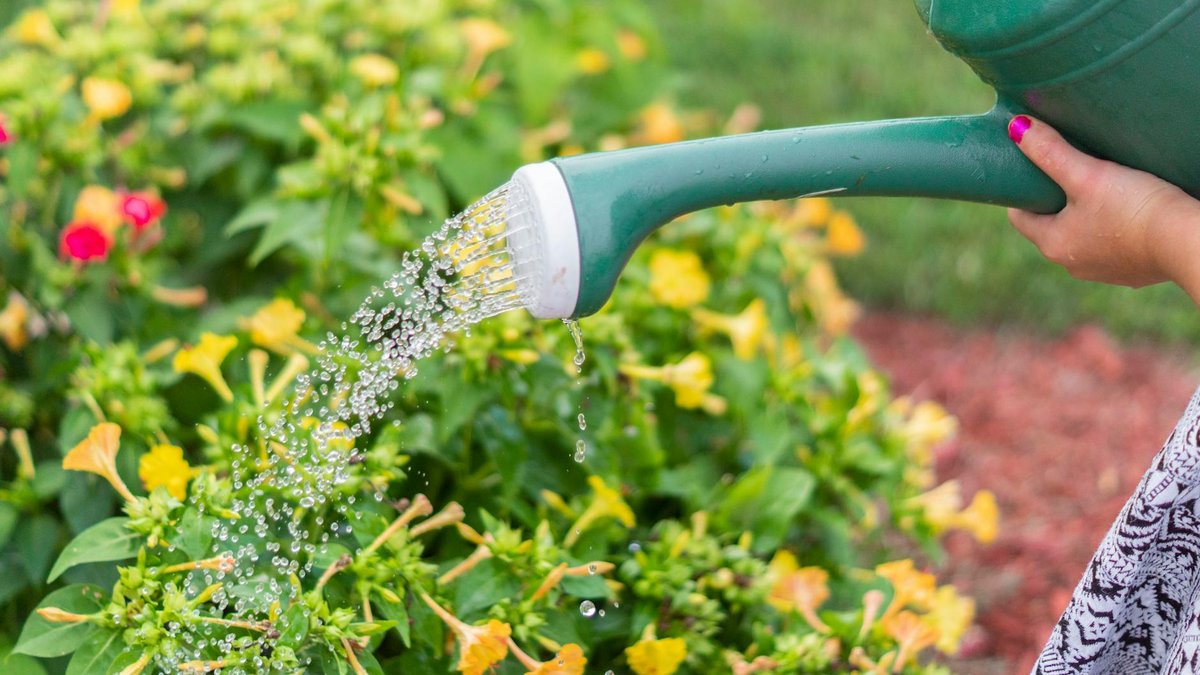 watering schedule mistake