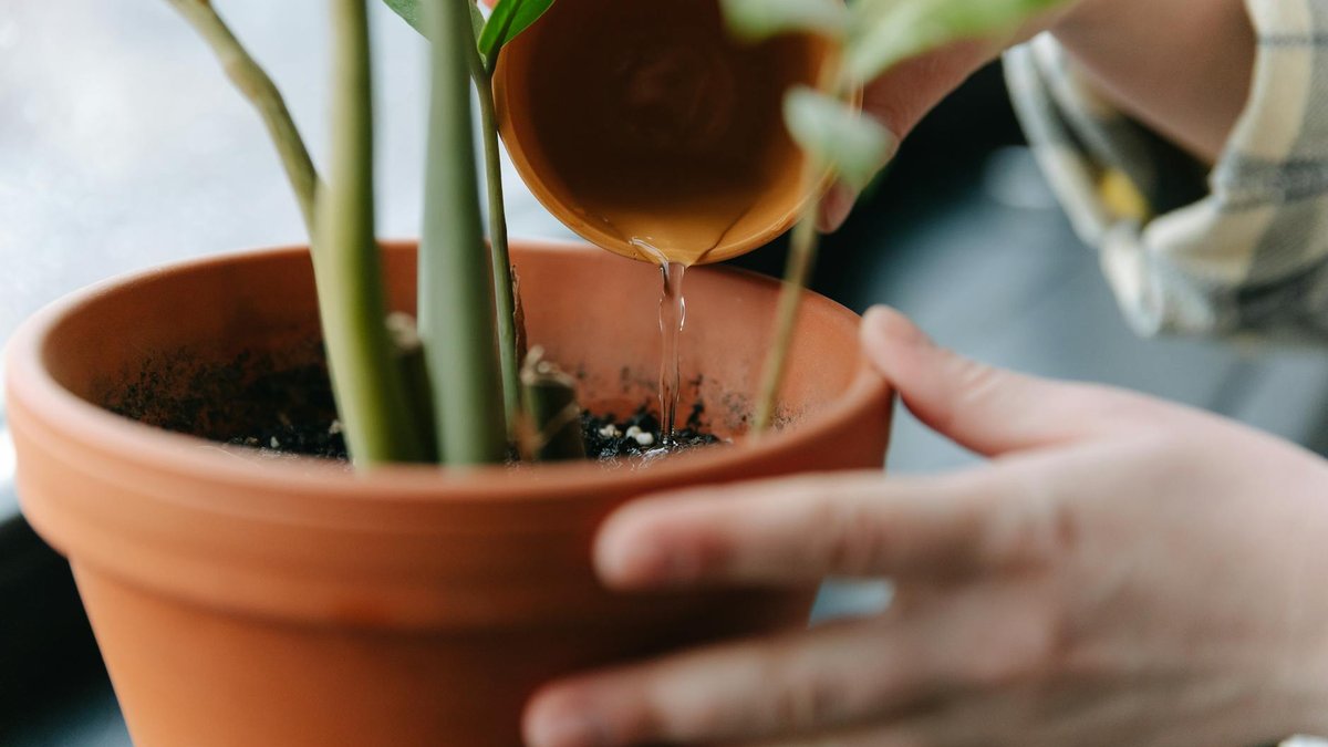 overwatering drainage pot