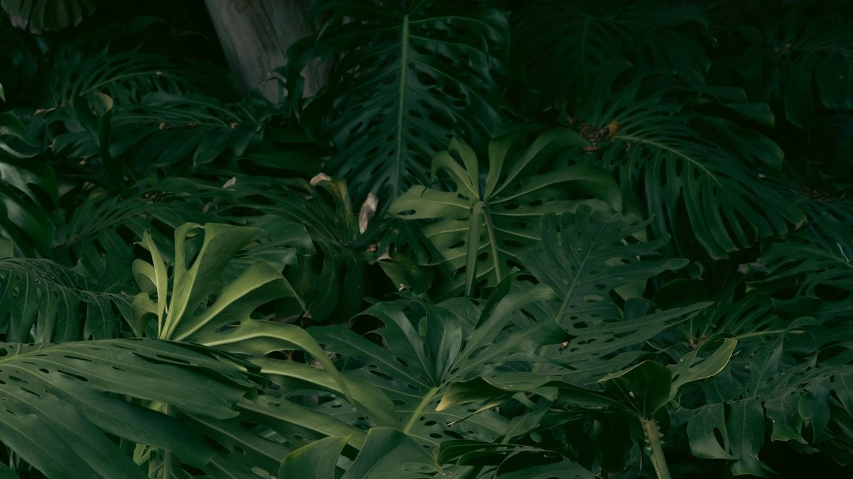monstera leaves