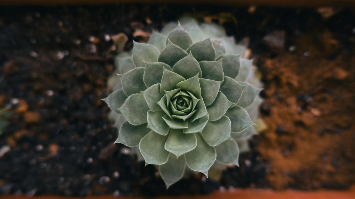 succulent plant