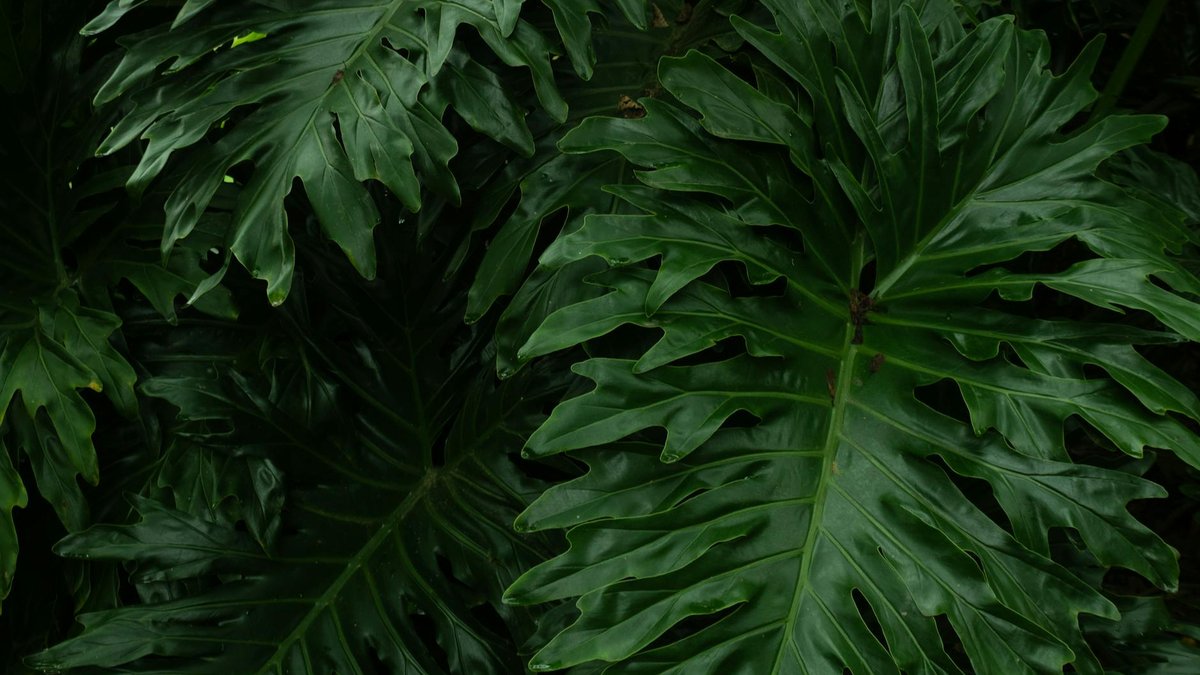 philodendron