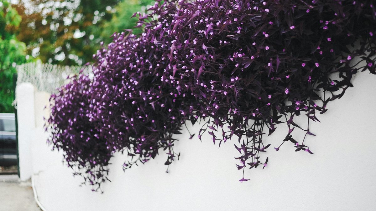 tradescantia cascading purple