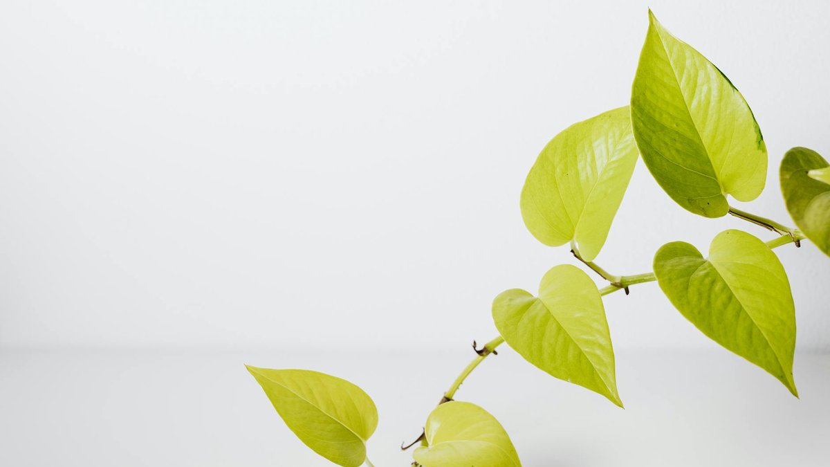 pothos neon chartreuse