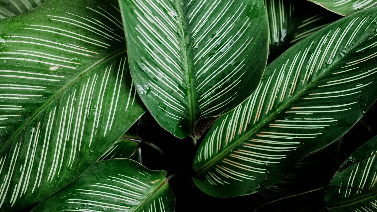 calathea mosaic pattern