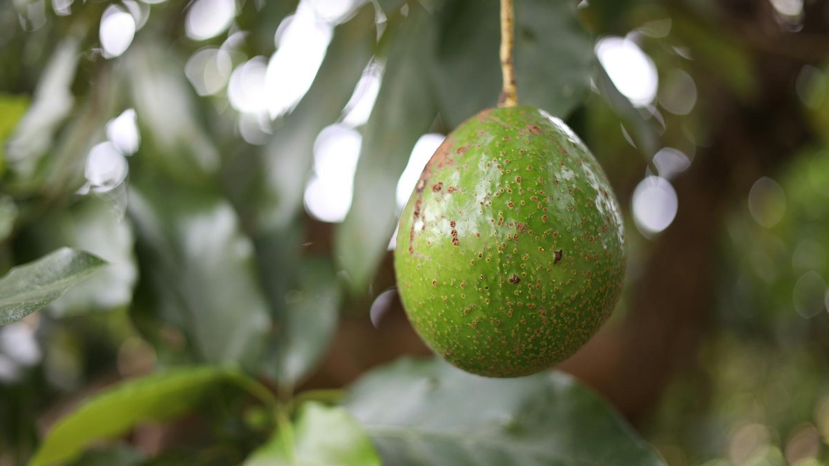 avocado tree