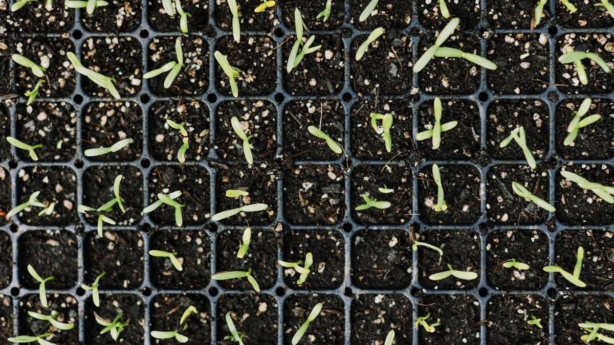 seed germination