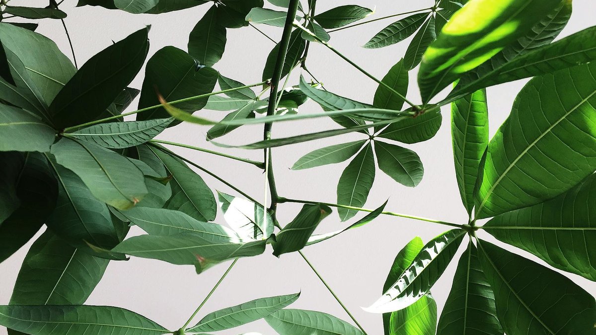 Pachira aquatica light