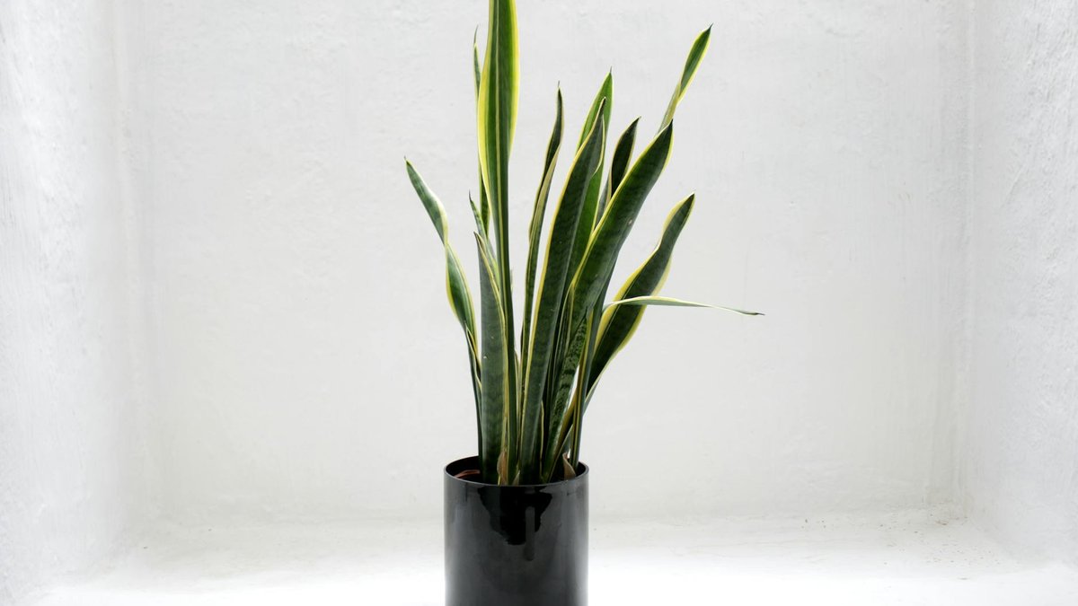 snake plant