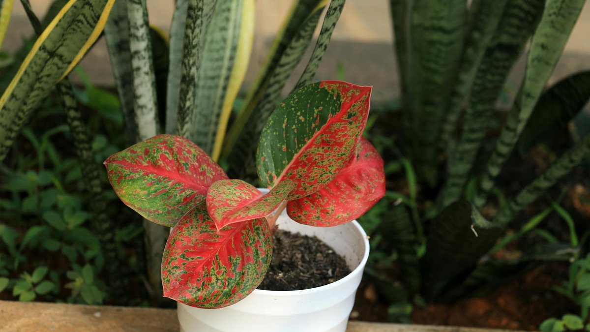 aglaonema plant