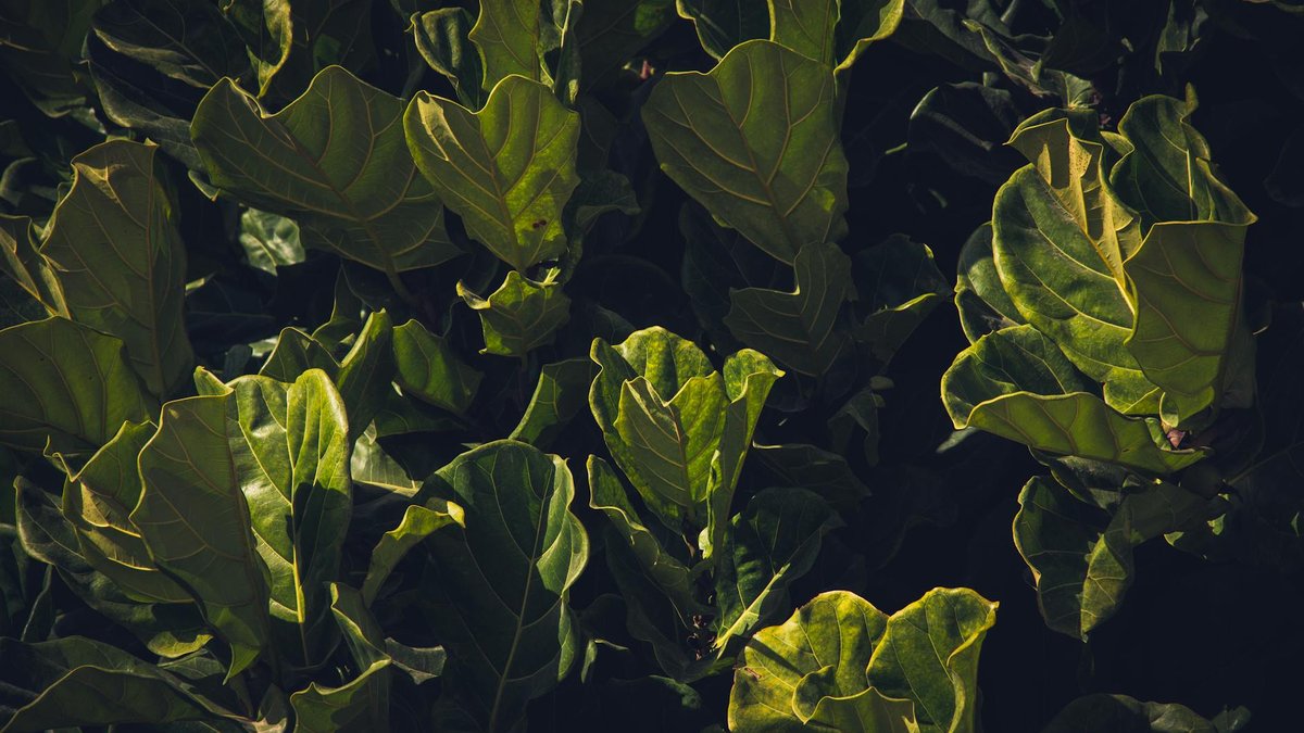ficus lyrata leaves