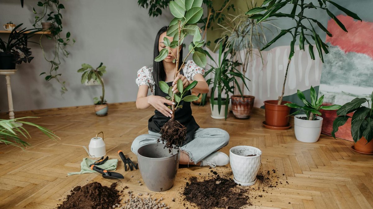 repotting ficus