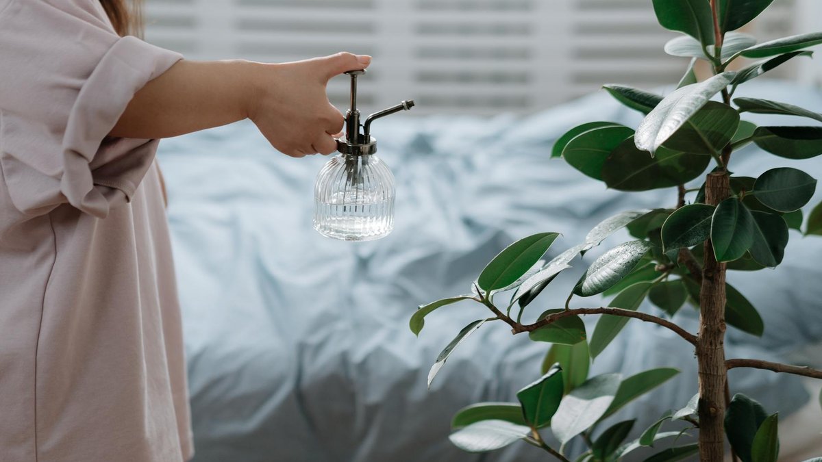 watering ficus