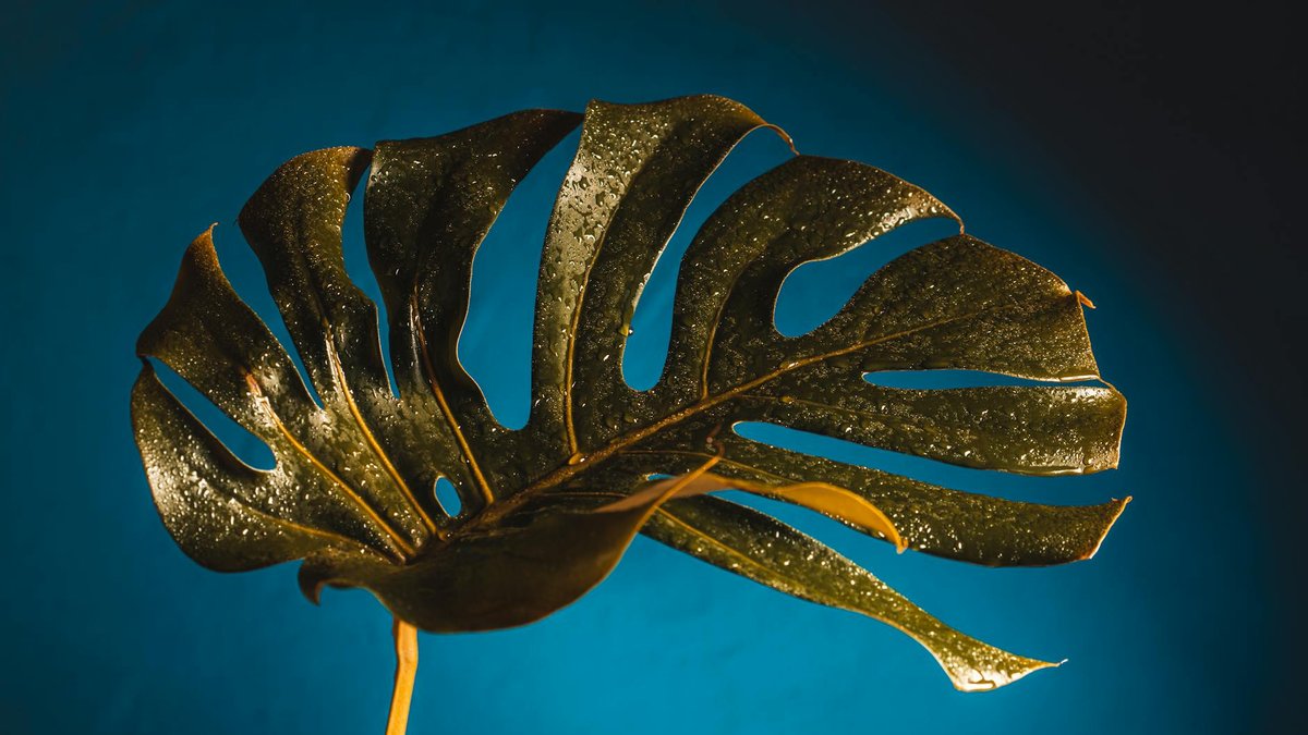 overwatering Monstera