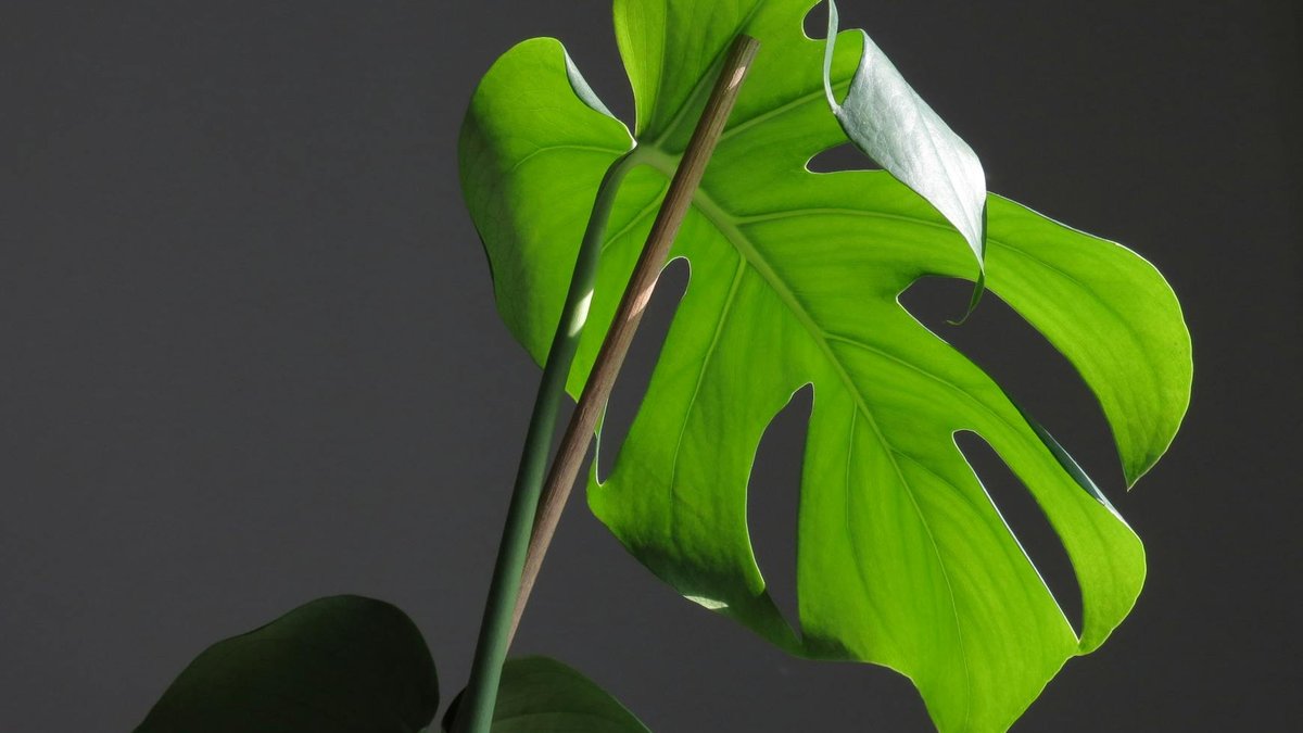 Monstera light needs