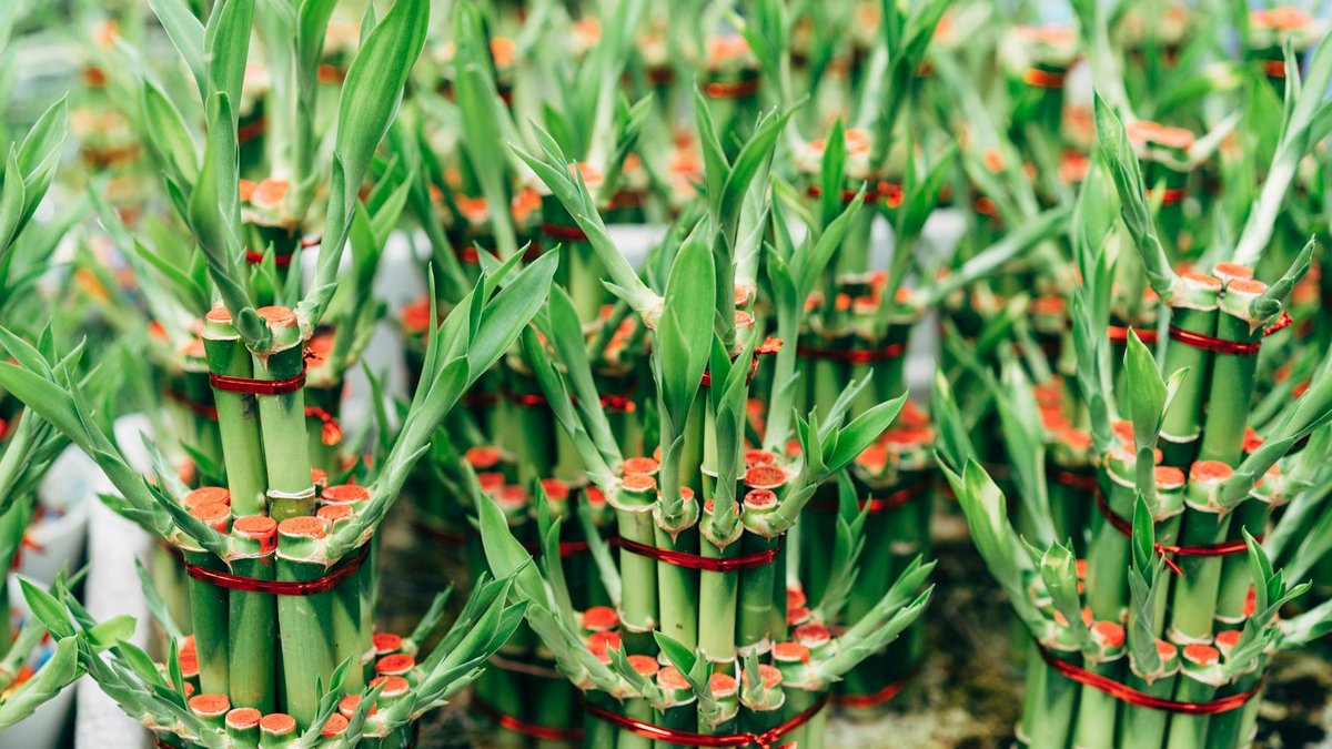 Dracaena sanderiana nodes
