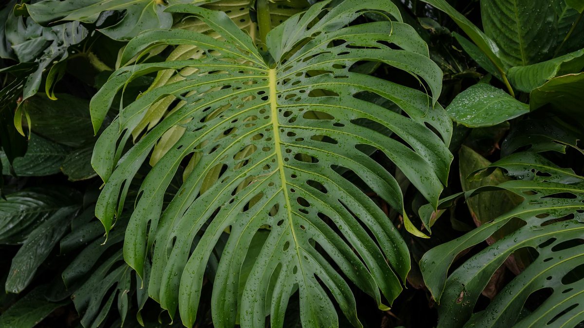 drooping monstera leaves