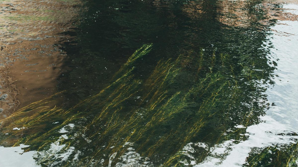 submerging plant pot