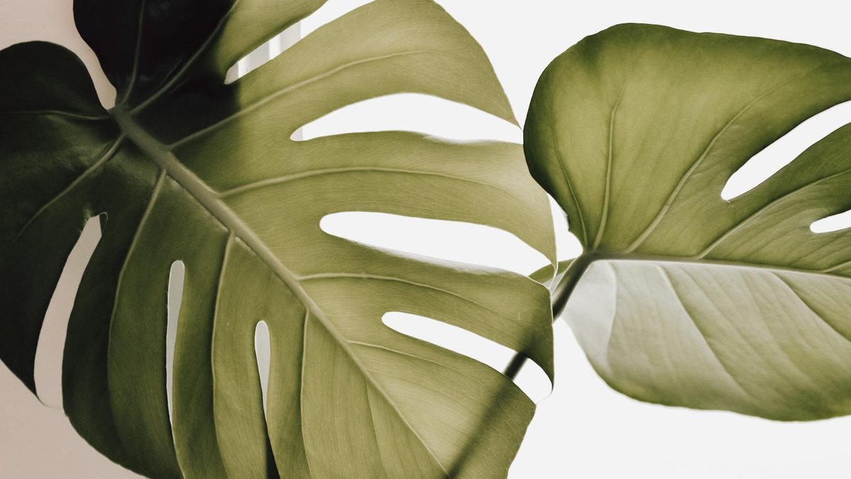 monstera toxicity
