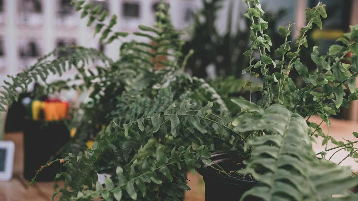 Boston fern care