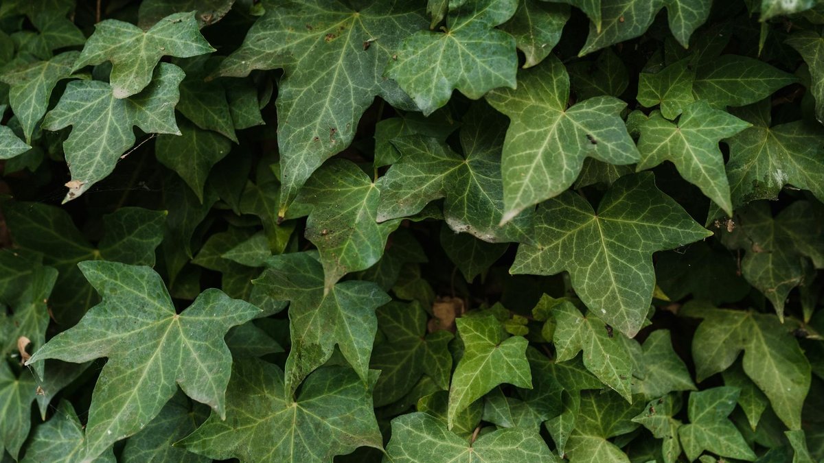 English ivy invasive