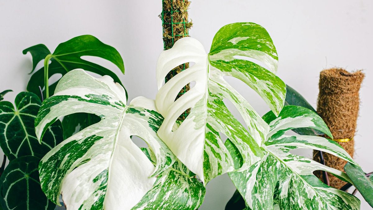 Monstera Obliqua rare