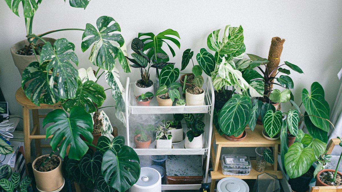 humidifier indoor plants