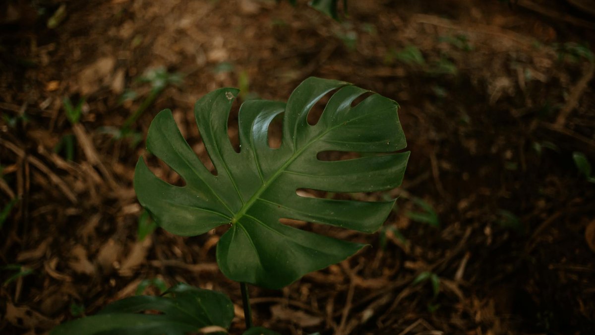 Monstera Obliqua soil