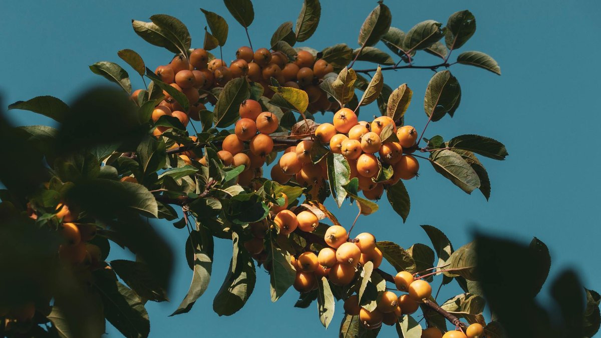 fruit tree