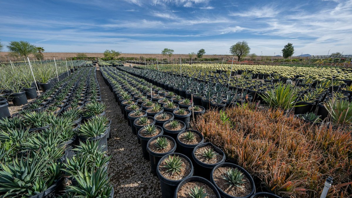 discounted nursery plants