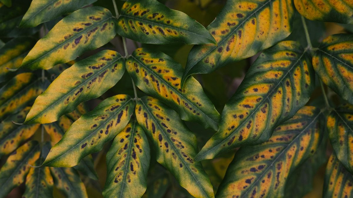 yellow leaves chlorosis