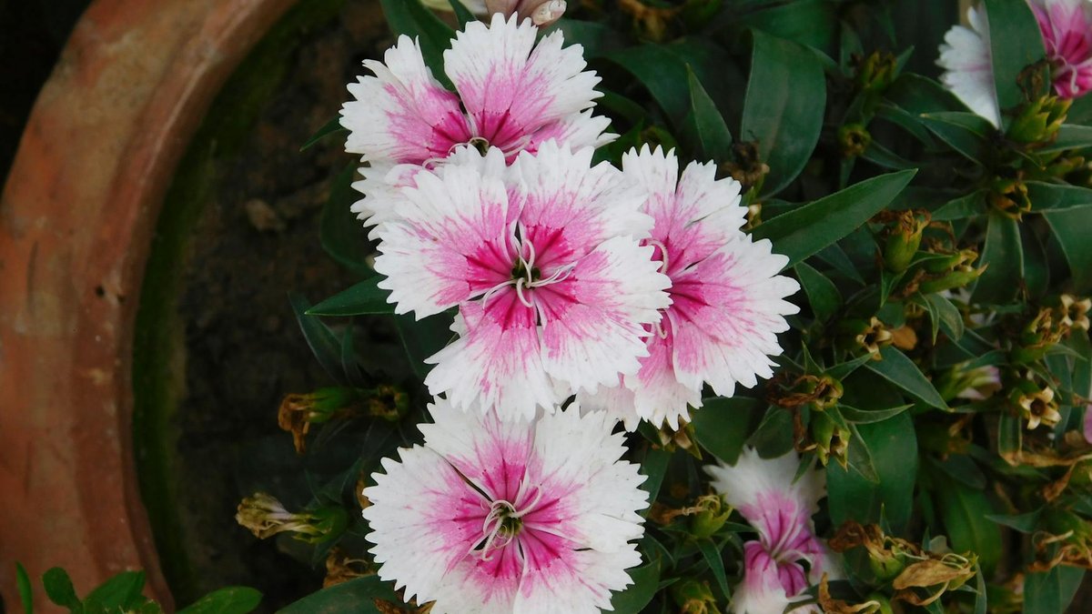 flower pot white crust