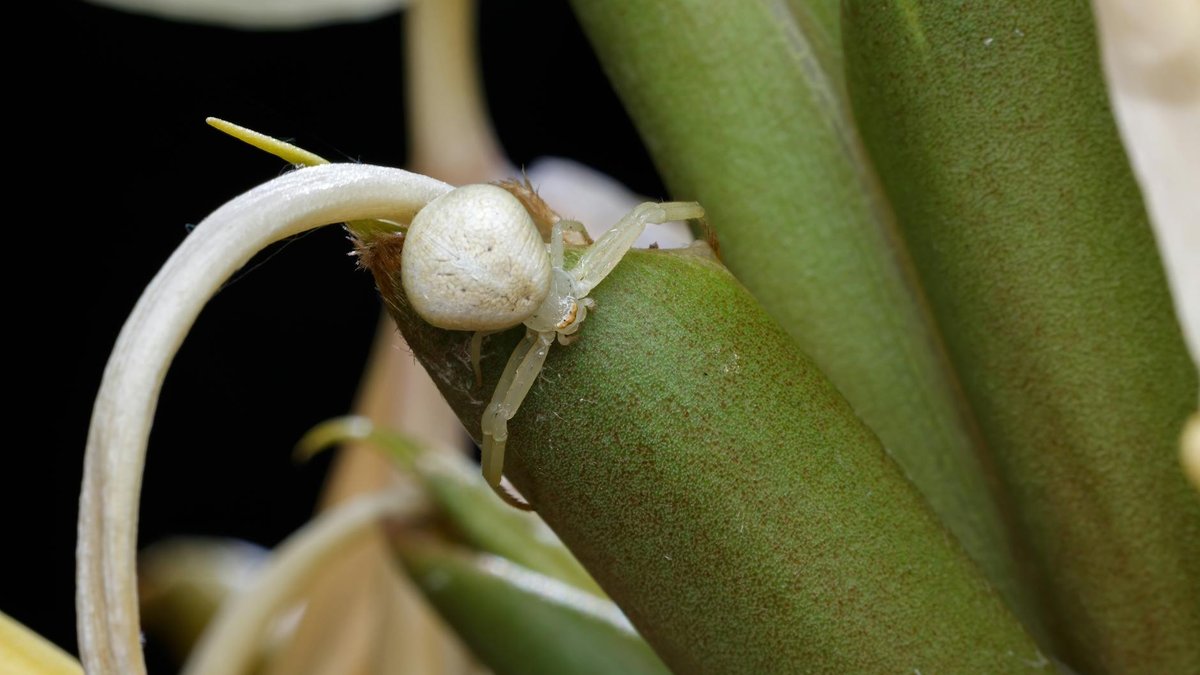 water spider plant