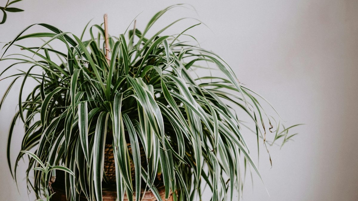 chlorophytum light