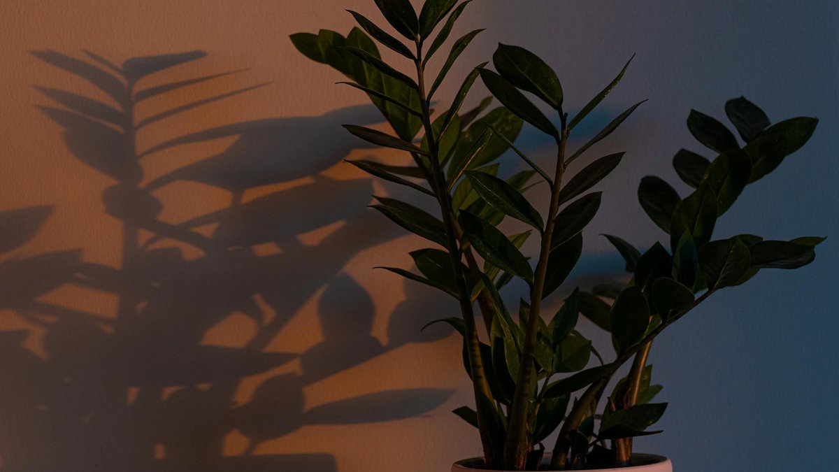 bright indirect light