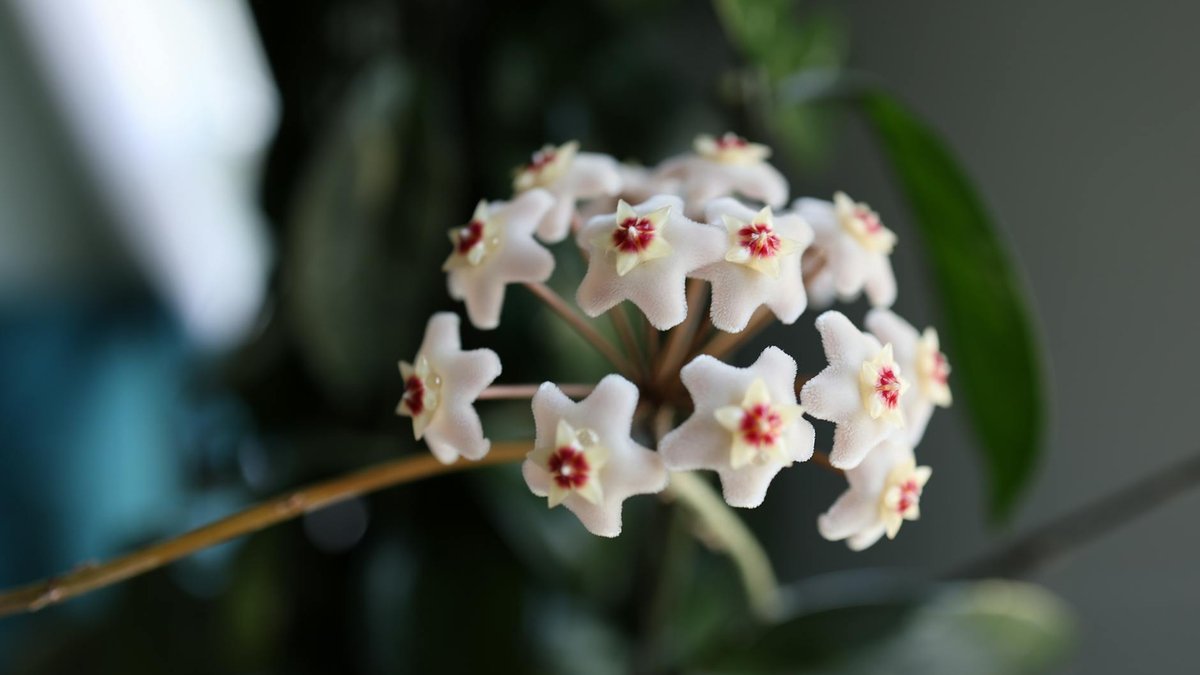 Hoya leaves